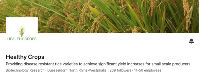 A LinkedIn banner for “Healthy Crops” featuring a close-up image of ripe rice plants with golden grains. The company’s logo, depicting stylized rice plants, is placed on the left. Below, the company description states its focus on providing disease-resistant rice varieties to increase yields for small-scale producers. 